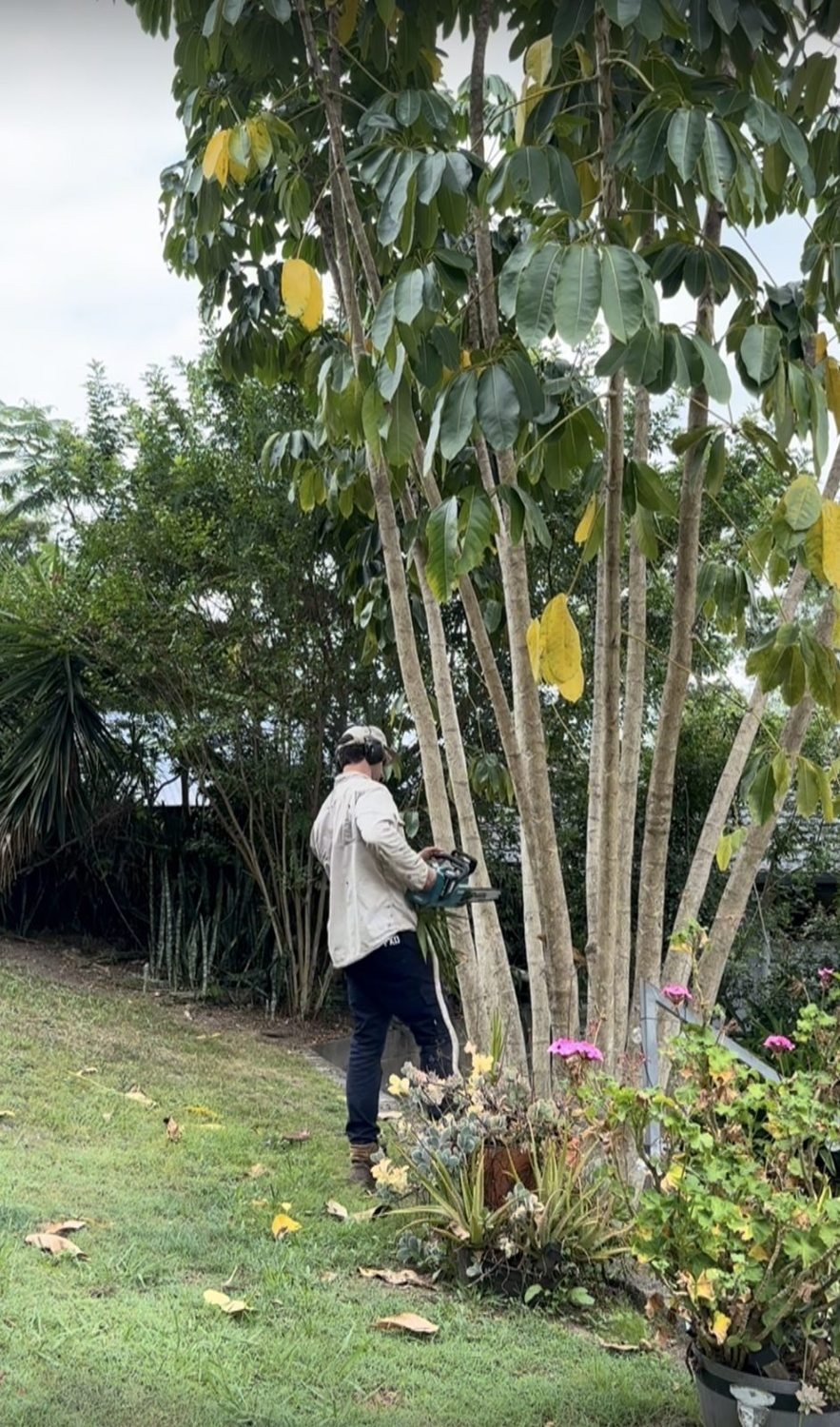 Tree Lopping work by Green and Grit